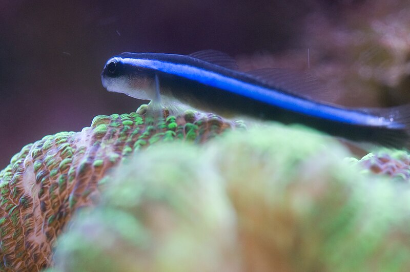 Neon Blue Goby