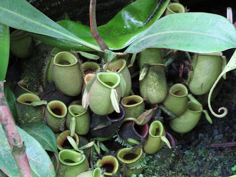 File:Nepenthes ampullaria - Atlanta Botanical Garden.jpg