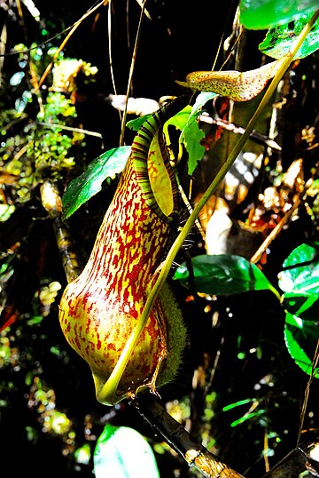 Nepenthes justinae