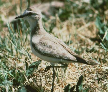 Charadrius montanus