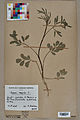 Neuchâtel Herbarium - Ammi majus - NEU000005508.jpg