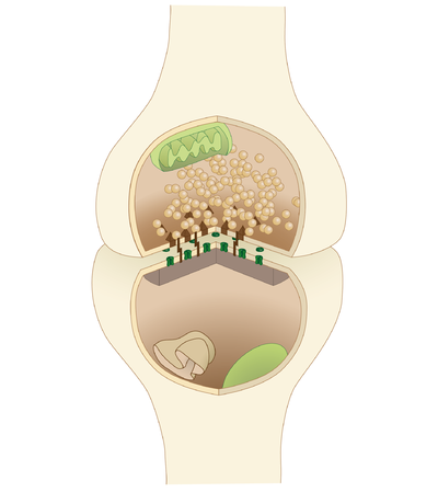 An illustrated chemical synapse