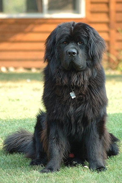 File:Newfoundland dog Smoky.jpg