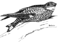 Nightjar (PSF).png