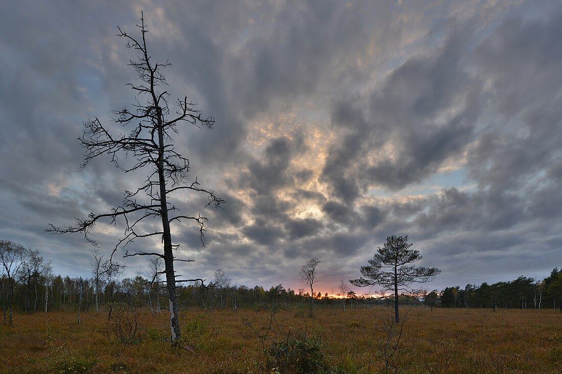 Niitvälja bog