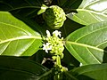 Noni Fruit and Flowers.jpg