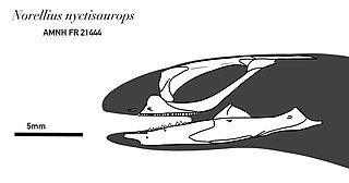 <i>Norellius</i> Extinct genus of scleroglossan lizard