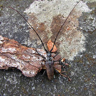 <i>Monochamus notatus</i> Species of beetle