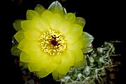 Notocactus concinnus var. aceguaensis AH197.jpg