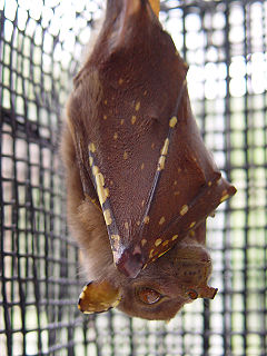 Eastern tube-nosed bat species of mammal