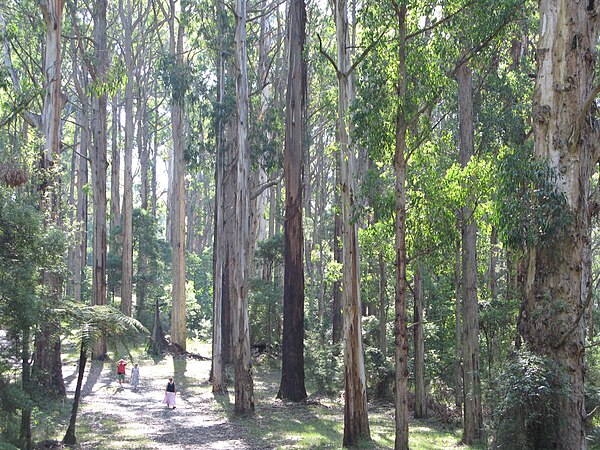 Olinda Forest, west of Olinda Falls