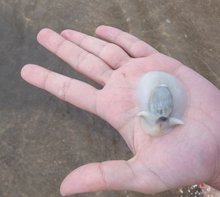 Specimen from the Argentine coast Olive nail.argentine coast.hand.png