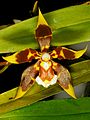 Oncidium portmannii flower