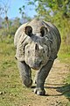 * Nomination One-horned Rhinoceros at Chitwan National Park. By User:Lurey Rohit --Biplab Anand 17:42, 23 May 2018 (UTC) * Promotion Good quality. --Kritzolina 18:20, 23 May 2018 (UTC)