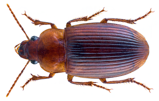 <i>Ooidius</i> Genus of beetles