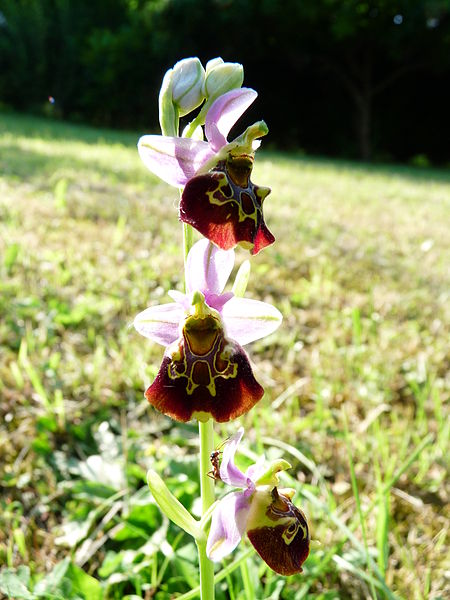 File:Ophrys fuciflora a Charmes-la-Cote 1.jpg