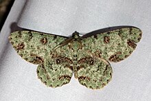 Ophthalmitis rufilauta (Geometridae Ennominae Boarmiini) 2.jpg