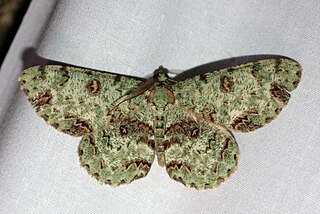 <i>Ophthalmitis rufilauta</i> Species of moth