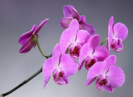 Orchidaceae flowers - magenta colour