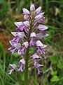 * Nomination Military orchid (Orchis militaris) --Robert Flogaus-Faust 08:40, 8 January 2024 (UTC) * Promotion  Support Good quality. --Poco a poco 08:53, 8 January 2024 (UTC)