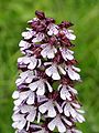 Orchis purpurea Germany - Saarland