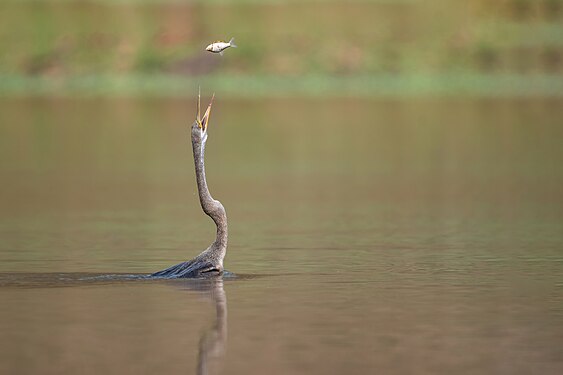 Oriental darter (Anhinga melanogaster) tossing fish in the air before swallowing it head first. Photograph: Deepak Budhathoki