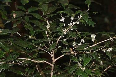 花をつけたヒイラギ、海上の森（愛知県瀬戸市）、2017年11月25日撮影