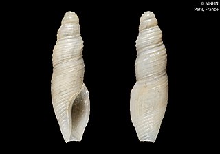 <i>Otitoma kecil</i> Species of gastropod