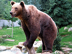 Ours brun en captivité au Parc animalier des Pyrénées.