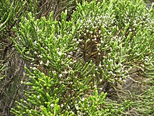 Ozothamnus cupressoides.jpg