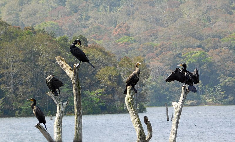 File:PERIYAR NATIONAL PARK AND TIGER RESERVE, THEKKADY, KERALA, INDIA 01.jpg