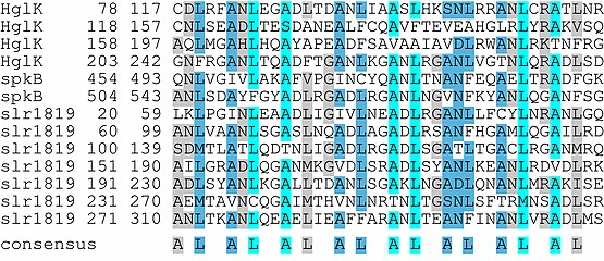 Multiple sequence alignment of pentapeptide repeat proteins. PRP align.jpg