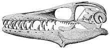 Skull of Platecarpus PSM V53 D237 Skull of platecarpus coryphaeus.jpg