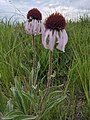 PXL 20210709 013014195 ECHINACEA ANGUSTIFOLIA CAMDEN STATE PARK MN LUCAS TETRICK.jpg