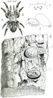 <i>Poecilomigas</i> Genus of spiders