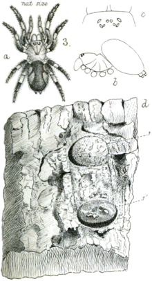 PZSL1889Plate02, Poecilomigas abrahami.png