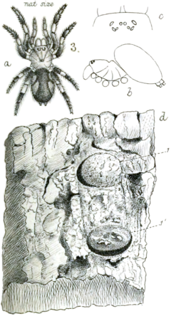 Description de l'image PZSL1889Plate02, Poecilomigas abrahami.png.