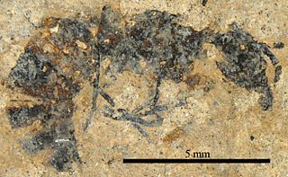 <i>Pachycondyla petrosa</i> species of insect (fossil)