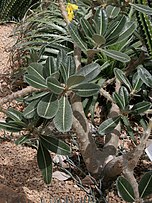 Pachypodium rosulatum02.jpg