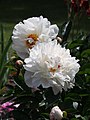 Paeonia lactiflora 'Coquette', Piwonia chińska 'Coquette', 2015-06-04