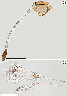 Palaeoneura bagicha (10.3897-zookeys.675.12713) Figures 26, 27.jpg