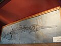 Mystriosaurus, squelette fossilisé, premier crocodile apparu il y a 180Ma, situé dans le hall d'entrée du bâtiment.