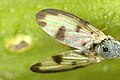 Palloptera umbellatarum, wing detail