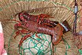 Lobster memiliki antena yang panjang memebihi panjang tubuhnya
