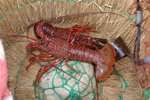 A spiny lobster, showing the enlarged second antennae