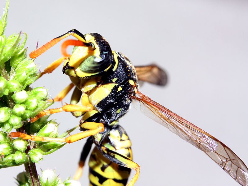 File:Paper Wasp - Polistes dominula (m) (2778201458).jpg