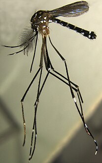 Aedes (Stegomyia) pia, described in 2013.[12]