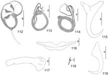 Parasite150040-fig15 Pseudorhabdosynochus mycteropercae Kritsky, Bakenhaster & Adams, 2015 - FIGS 112-119.tif