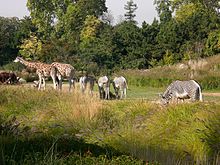 Parc tete or animaux zoo.jpg