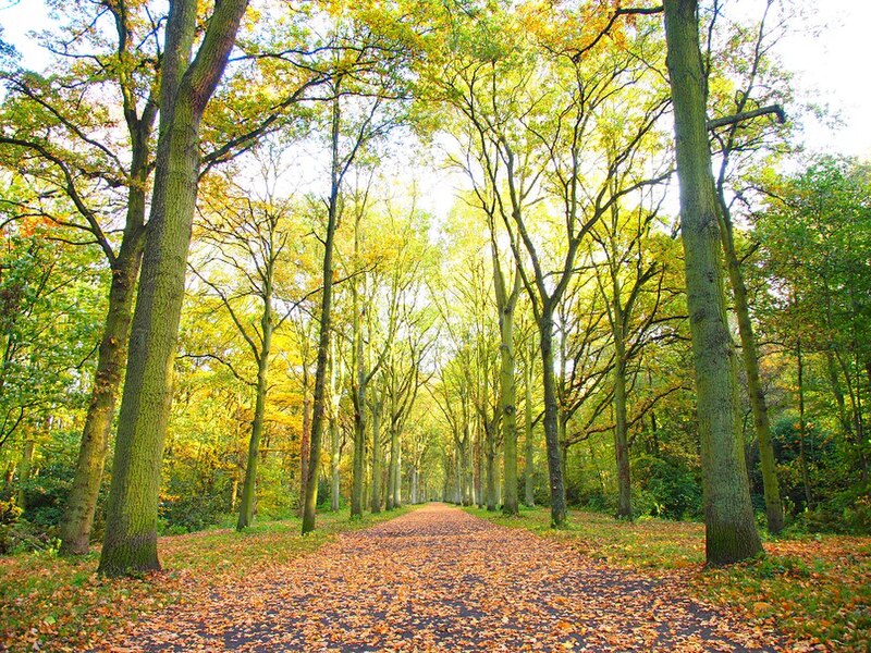 File:Park views in autumn (Netherlands 2011) (6311404129).jpg